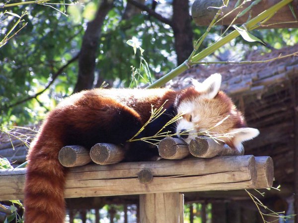 Kuschelbär